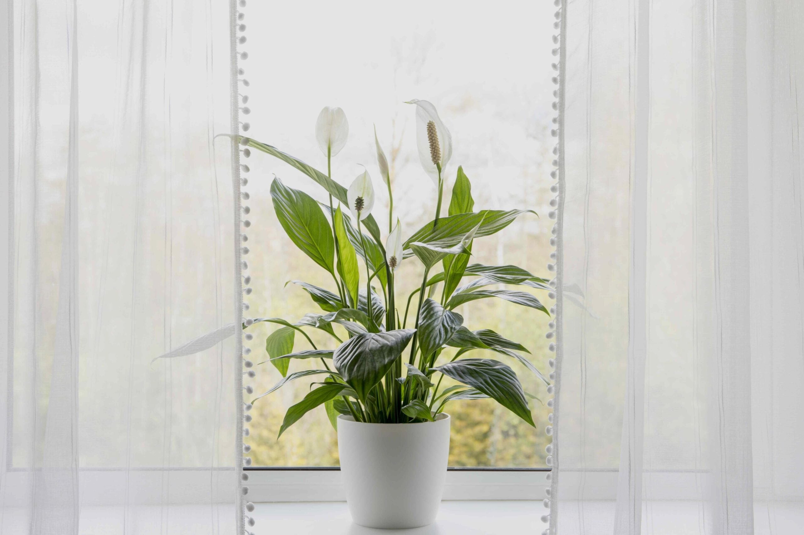 Відродження Цвітіння: Посібник зі Стимуляції Цвітіння Спатифіллуму