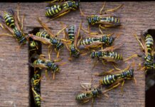 Eliminazione delle vespe: una guida pratica al controllo e alla prevenzione