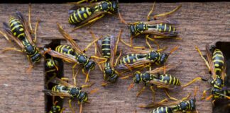 Знищення Ос та Шершнів: Практичний Посібник з боротьби та профілактики