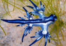 Синьодраконій Голий Слимака: Крихітні Хижаки з Потужним Жалом