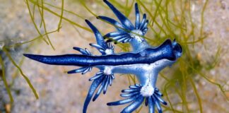 Синьодраконій Голий Слимака: Крихітні Хижаки з Потужним Жалом