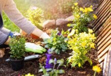 Maksimalkan Bunga Musim Semi: Panduan Langkah demi Langkah untuk Bunga Berkelanjutan