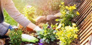 Максимізуйте Весняне Цвітіння: Покрокове Посібник для Безперервного Цвітіння