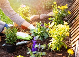 Maximize Spring Blooms: A Step-by-Step Guide to Continuous Flowers
