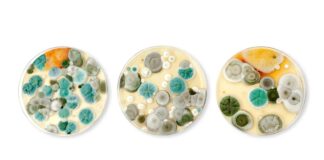 Визначення поширених видів цвілі в приміщенні: посібник із ризиків для здоров’я та профілактики