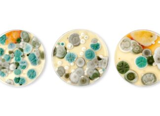 Identificando fungos internos comuns: um guia para prevenção e riscos à saúde