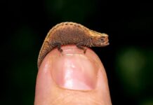 Гонка за мініатюрністю: знайомтеся з найкрихітнішими рекордсменами серед ящірок