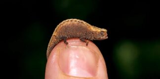 Гонка за мініатюрністю: знайомтеся з найкрихітнішими рекордсменами серед ящірок