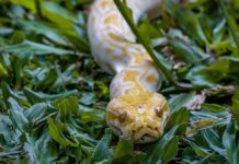 Екологічна криза Флориди: експансія інвазивних видів