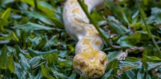 Екологічна криза Флориди: експансія інвазивних видів