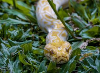Floridas ökologische Krise: Der Aufstieg invasiver Arten