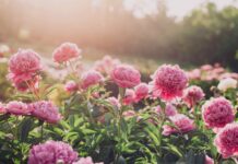 Sun-Loving, Low-Maintenance Plants for Your Brightest Garden Spots