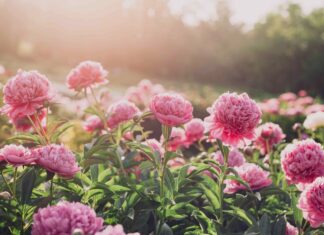 Plantes qui aiment le soleil et nécessitent peu d’entretien pour vos endroits de jardin les plus lumineux