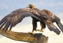 Символізм та таємниця національної птиці Мексики