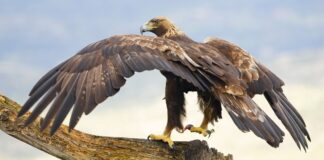 Символізм та таємниця національної птиці Мексики