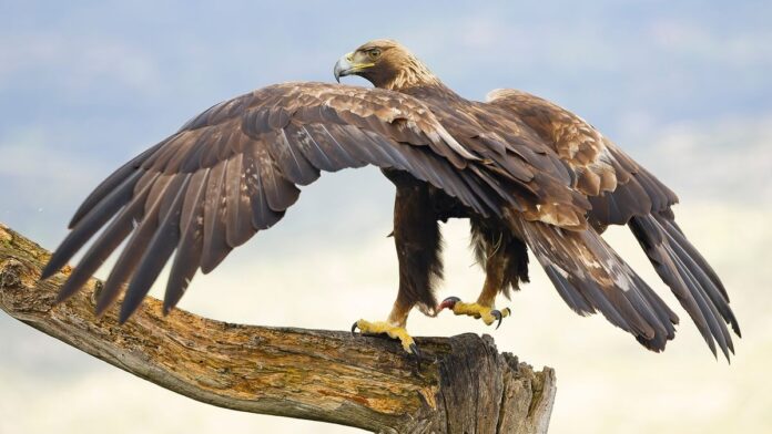 b6d937b8-f635-4b8d-8ba7-67a3991f76c4