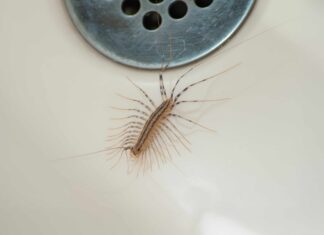¿Por qué hay ciempiés en mi casa? Cómo evitar que entren