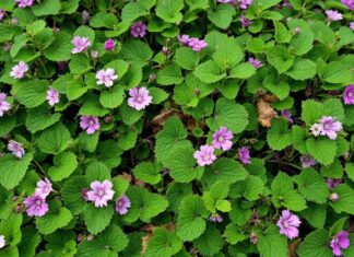 Cómo detener las malas hierbas de forma natural con plantas perennes rastreras